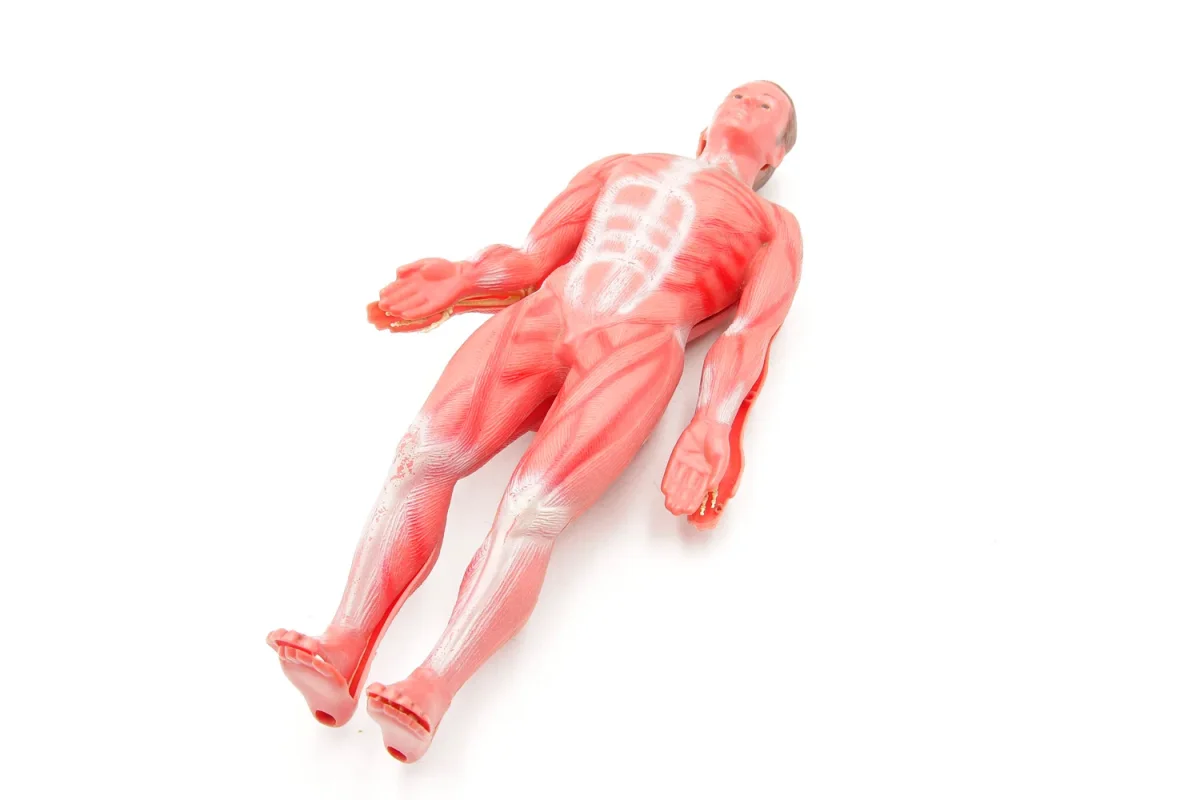 Corpo humano aprendizagem